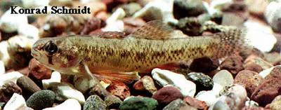 Least darter (Etheostoma microperca)