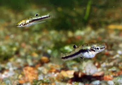 Least killifish (Heterandria formosa)