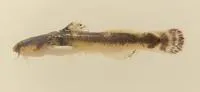 Least madtom (Noturus hildebrandi hildebrandi)