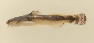 Least madtom (Noturus hildebrandi hildebrandi)
