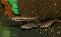 Least pencilfish (Nannostomus minimus)