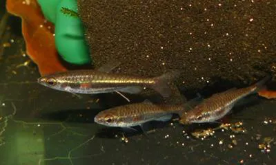 Least pencilfish (Nannostomus minimus)