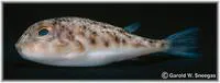 Least puffer (Sphoeroides parvus)