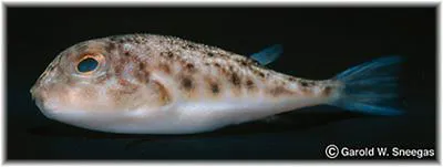 Least puffer (Sphoeroides parvus)