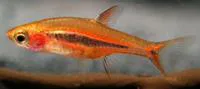 Least rasbora (Boraras urophthalmoides)