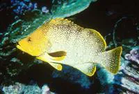 Leather bass (Dermatolepis dermatolepis)