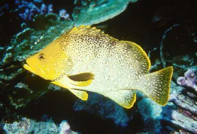 Leather bass (Dermatolepis dermatolepis)
