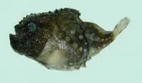 Leatherfin lumpsucker (Eumicrotremus derjugini)