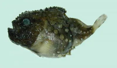 Leatherfin lumpsucker (Eumicrotremus derjugini)