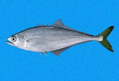 Leatherjacket (Oligoplites saurus)