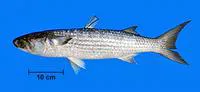 Lebranche mullet (Mugil liza)