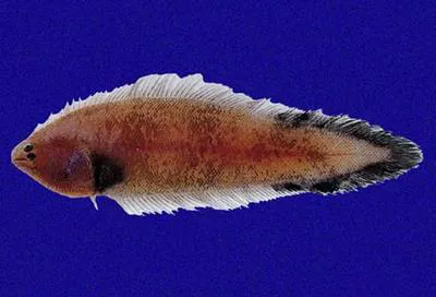 Lee's tonguefish (Symphurus leei)
