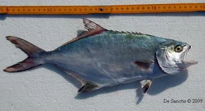 Leerfish (Lichia amia)