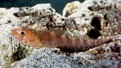 Leeuwin triplefin (Norfolkia leeuwin)