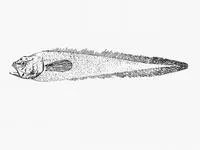 Legless cuskeel (Lamprogrammus exutus)