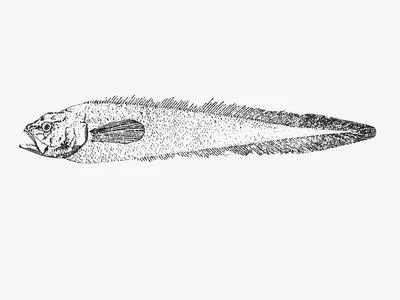 Legless cuskeel (Lamprogrammus exutus)