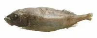 Legless searsid (Platytroctes apus)