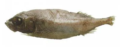 Legless searsid (Platytroctes apus)