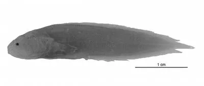 Leis' coralbrotula (Diancistrus leisi)