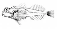 Leister sculpin (Enophrys lucasi)