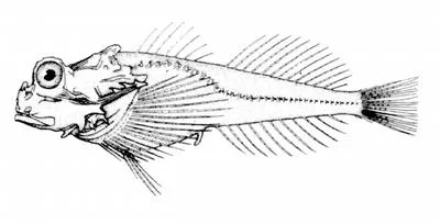Leister sculpin (Enophrys lucasi)