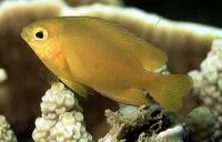 Lemon damsel (Pomacentrus moluccensis)