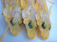 Lemon ghost flathead (Hoplichthys citrinus)