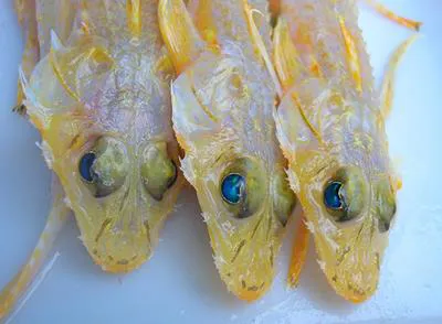 Lemon ghost flathead (Hoplichthys citrinus)
