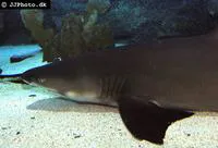 Lemon shark (Negaprion brevirostris)