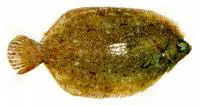 Lemon sole (Microstomus kitt)
