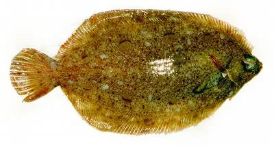 Lemon sole (Microstomus kitt)