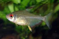 Lemon tetra (Hyphessobrycon pulchripinnis)