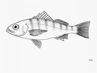 Lemoneye grunt (Conodon macrops)