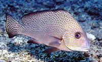 Lemonfish (Plectorhinchus flavomaculatus)