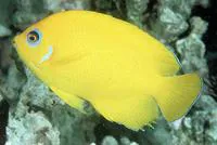 Lemonpeel angelfish (Centropyge flavissima)