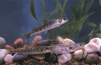 Lenok (Brachymystax lenok)