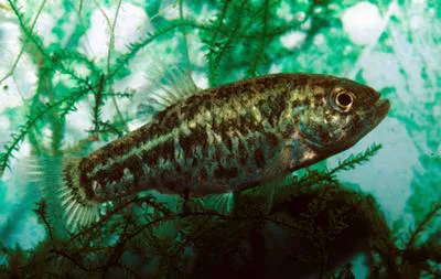 Leon Springs pupfish (Cyprinodon bovinus)
