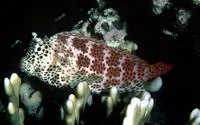 Leopard blenny (Exallias brevis)