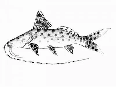 Leopard catfish (Perrunichthys perruno)