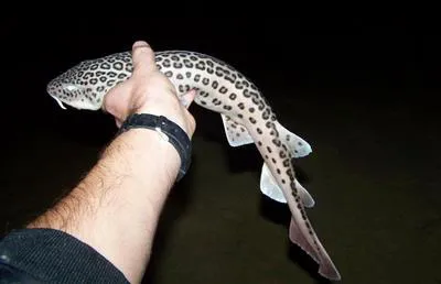 Leopard catshark (Poroderma pantherinum)
