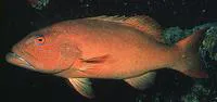 Leopard coralgrouper (Plectropomus leopardus)
