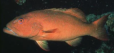Leopard coralgrouper (Plectropomus leopardus)