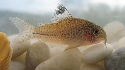 Leopard corydoras (Corydoras julii)