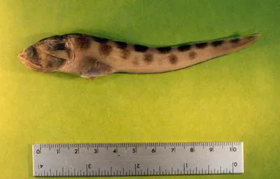 Leopard cusk eel (Lepophidium pardale)