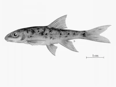 Leopard dace (Rhinichthys falcatus)