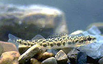 Leopard darter (Percina pantherina)