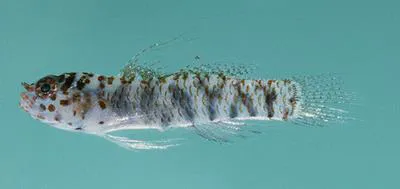 Leopard dwarfgoby (Eviota pardalota)