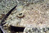 Leopard flounder (Bothus pantherinus)