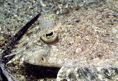 Leopard flounder (Bothus pantherinus)
