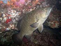 Leopard grouper (Mycteroperca rosacea)